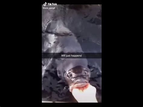 fish sucking dick|Fish .